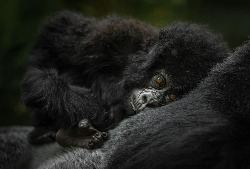 Camera and lens setup in Bwindi forest with gorilla photography settings guide for 2026