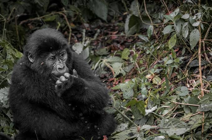 Gorilla safari with teenagers family trip Uganda – family enjoying activities in Uganda