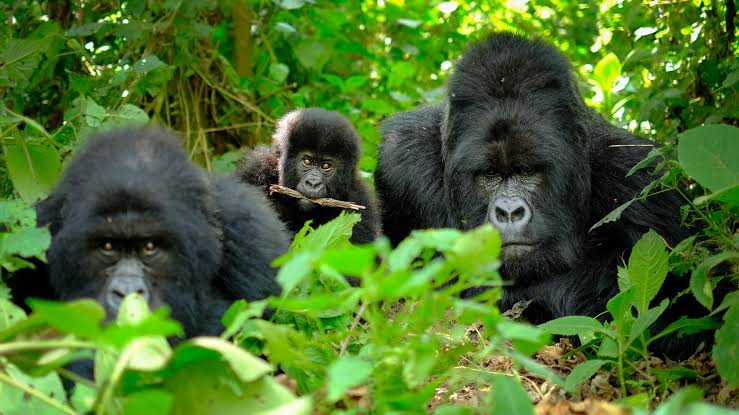Gorilla safari with teenagers family trip Uganda – family with teenagers on a gorilla safari in Bwindi
