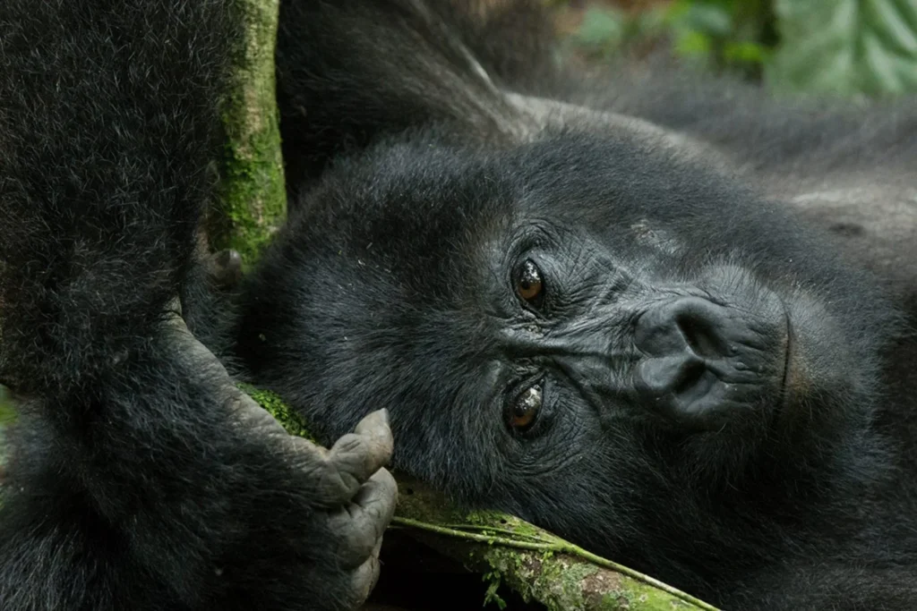 Gorilla safari with teenagers family trip Uganda – family viewing mountain gorillas in Bwindi