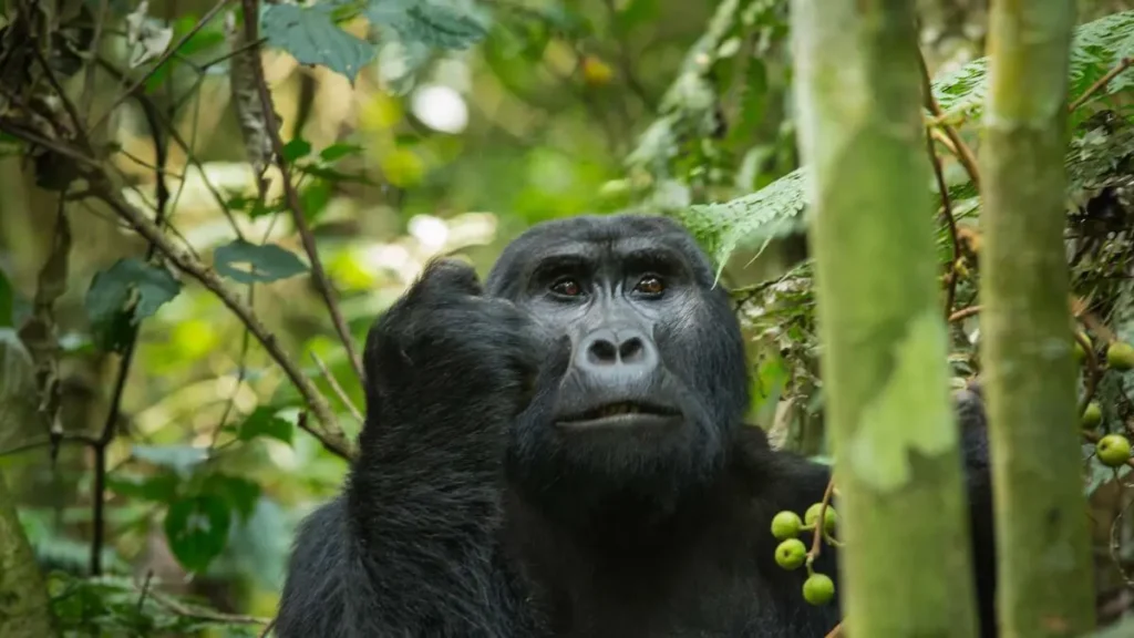 Gorilla safari with teenagers family trip Uganda – teenagers gorilla trekking in Bwindi forest