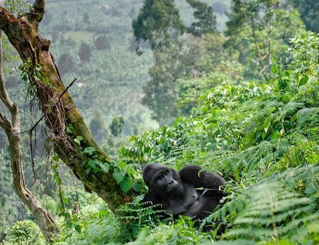Gorilla trekking in Bwindi forest – misty rainforest scenery