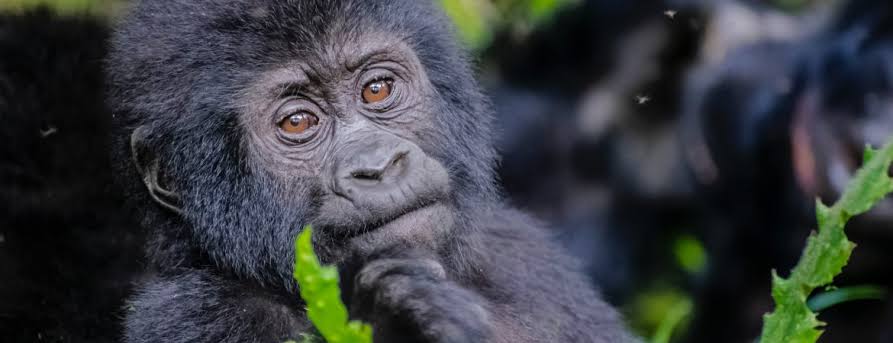 Gorilla trekking permit Uganda 2026 – Afraeka Adventures guide