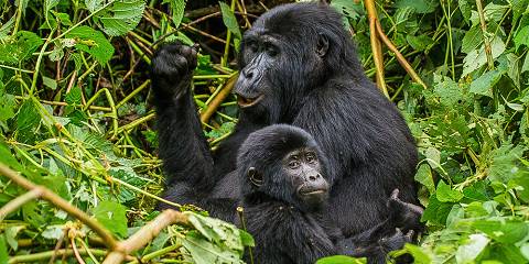 Gorilla trekking Uganda for seniors over 60 – silverback gorilla in Bwindi forest