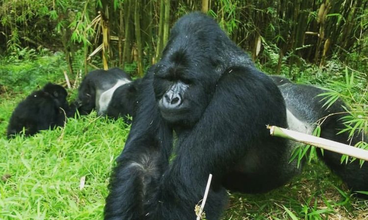 Gorilla trekking Uganda for seniors over 60 – porter assisting a senior trekker