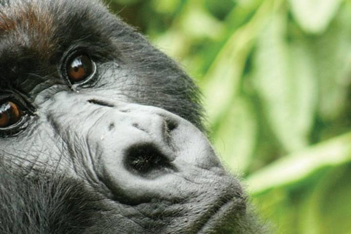 Gorilla trekking Uganda for seniors over 60 – senior trekkers resting on a gorilla trek