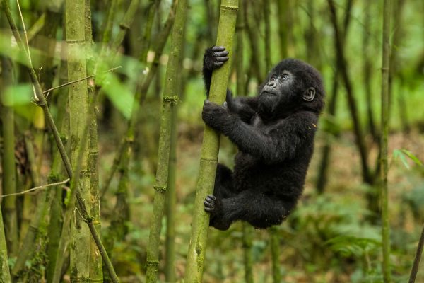 Gorilla trekking Uganda for seniors over 60 – Bwindi forest terrain and trails
