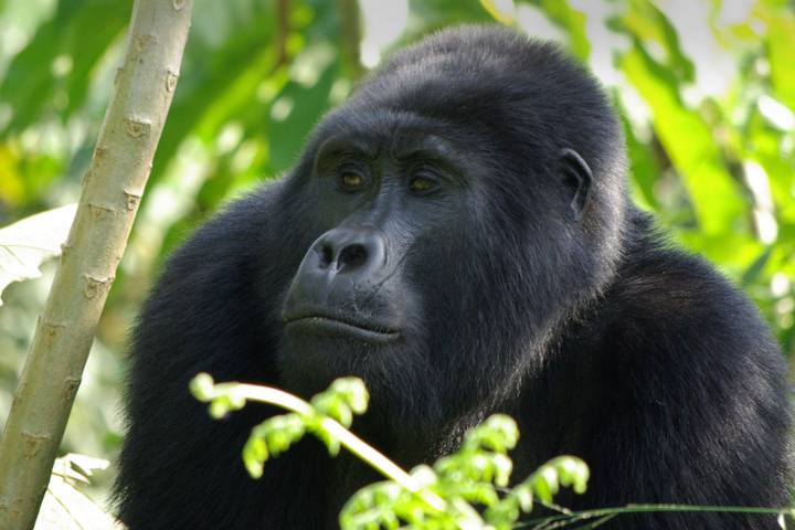 Gorilla trekking Uganda for seniors over 60 – senior trekkers in Bwindi Impenetrable Forest