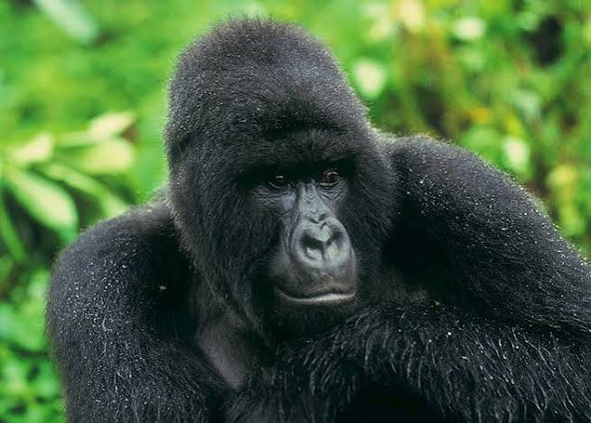 Gorilla trekking Uganda monthly guide – best months to visit