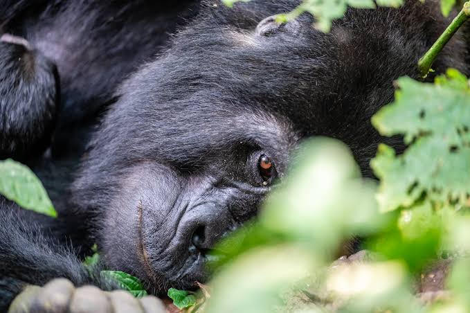 Gorilla trekking Uganda vs Rwanda price value – mountain gorilla in Uganda and Rwanda