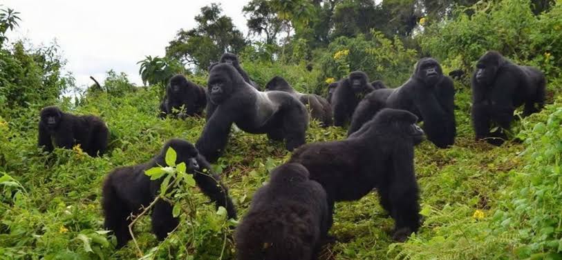 Gorilla trekking Uganda vs Rwanda price value – gorilla permit comparison between Uganda and Rwanda