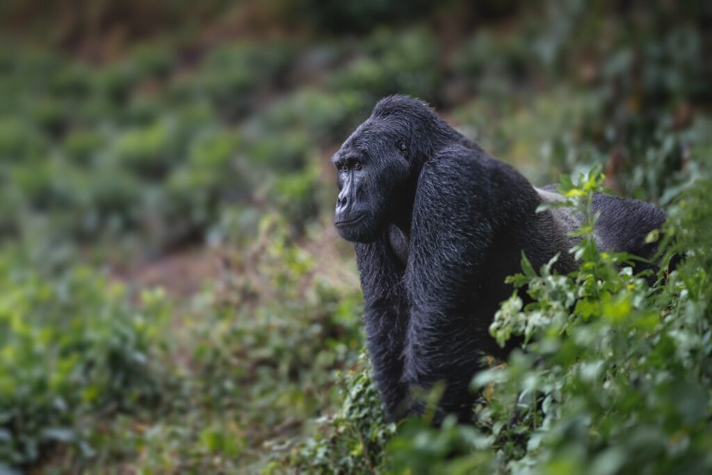 Gorilla trekking Uganda vs Rwanda price value – gorilla trekking in Volcanoes National Park Rwanda