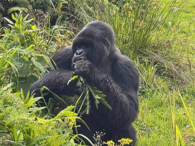 Gorilla trekking Uganda vs Rwanda price value – terrain comparison Bwindi vs Volcanoes