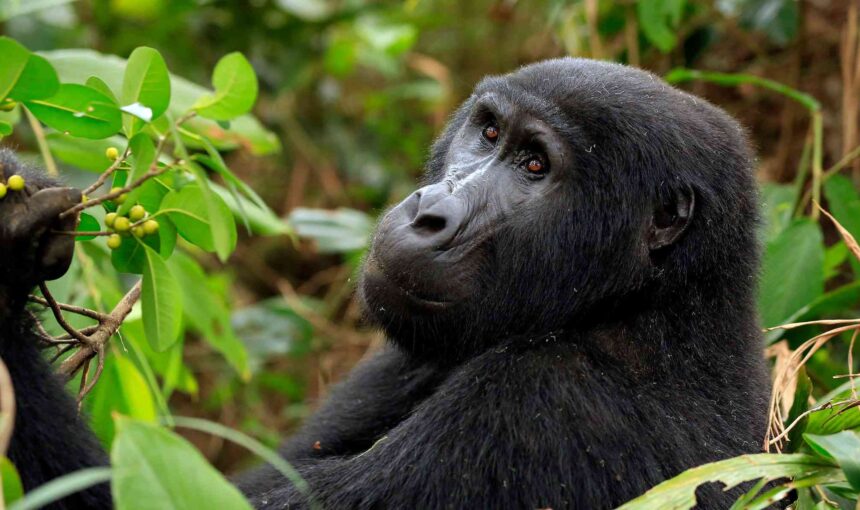Gorilla Trekking Uganda vs Rwanda Price Value – 2026 Guide