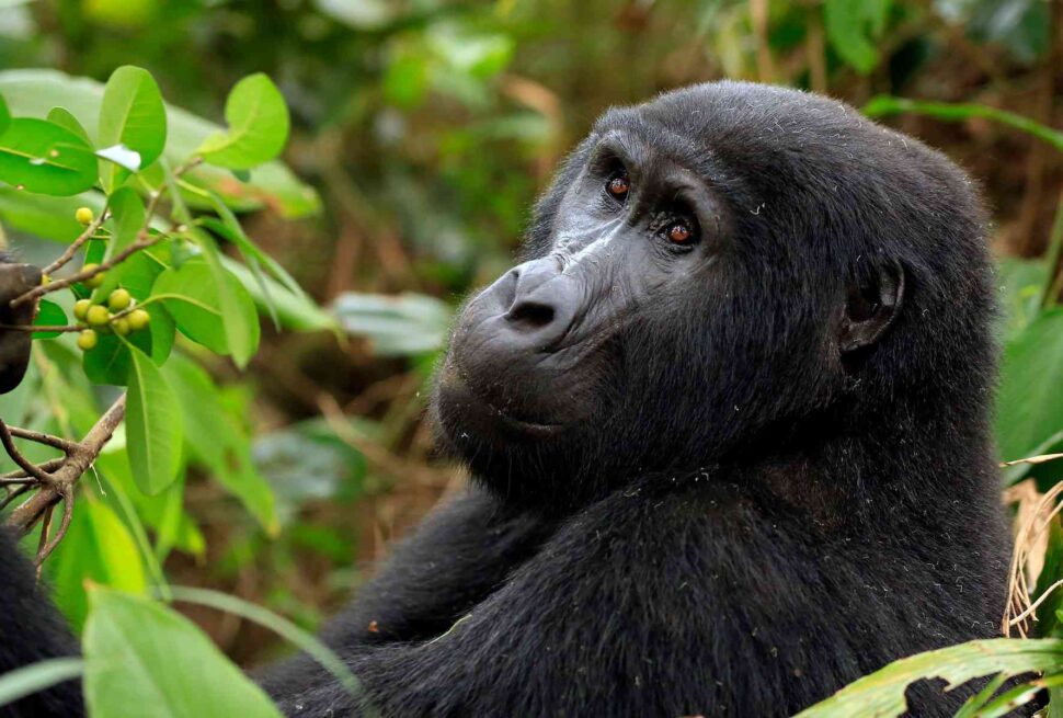 Gorilla trekking Uganda vs Rwanda price value – gorilla trekking in Bwindi Impenetrable Forest Uganda