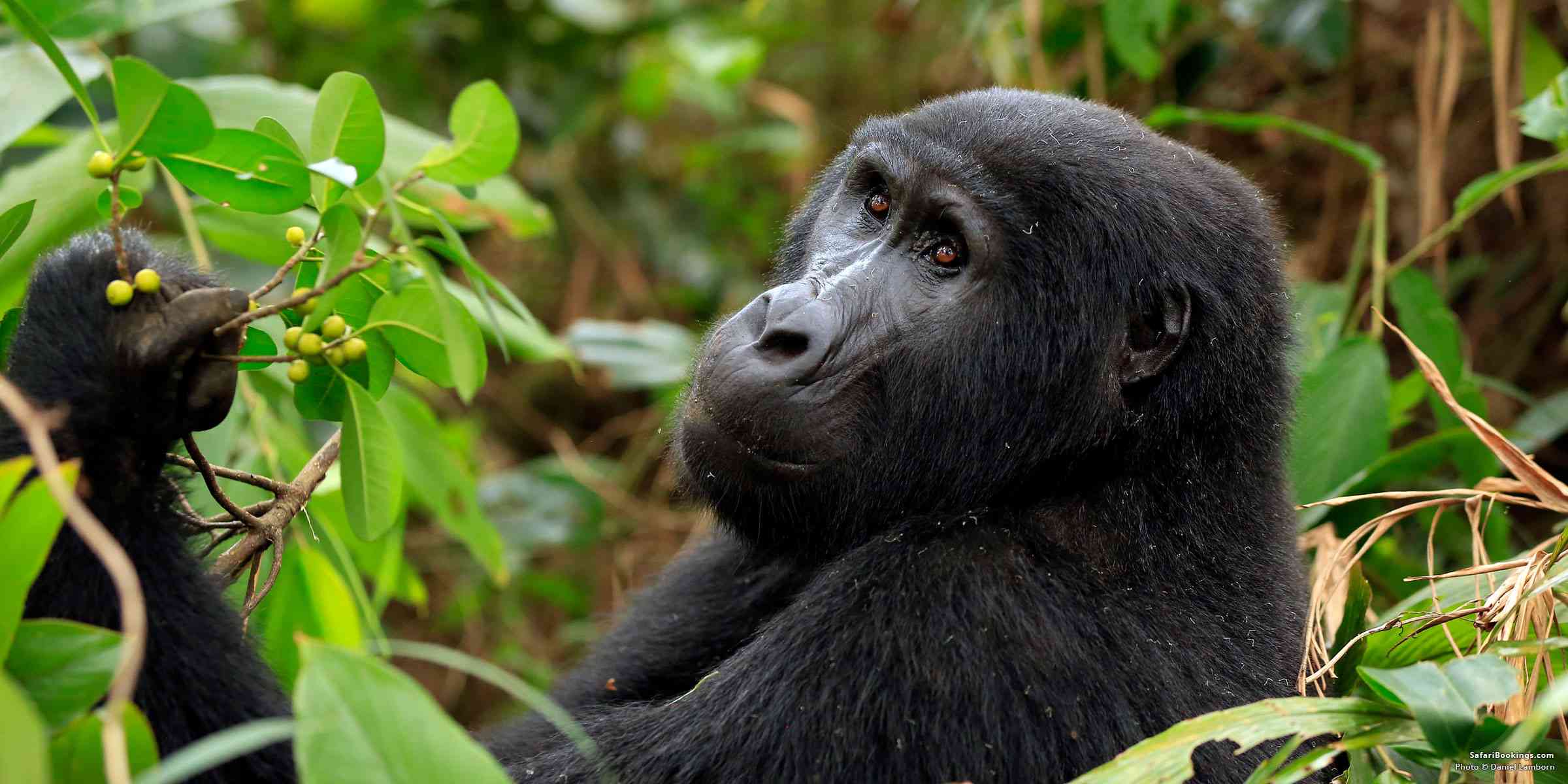 Gorilla trekking Uganda vs Rwanda price value – gorilla trekking in Bwindi Impenetrable Forest Uganda