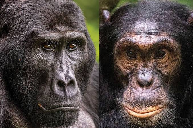 Gorilla Trekking vs Chimpanzee Trekking in Uganda 2026: Which Safari is Right for You?
