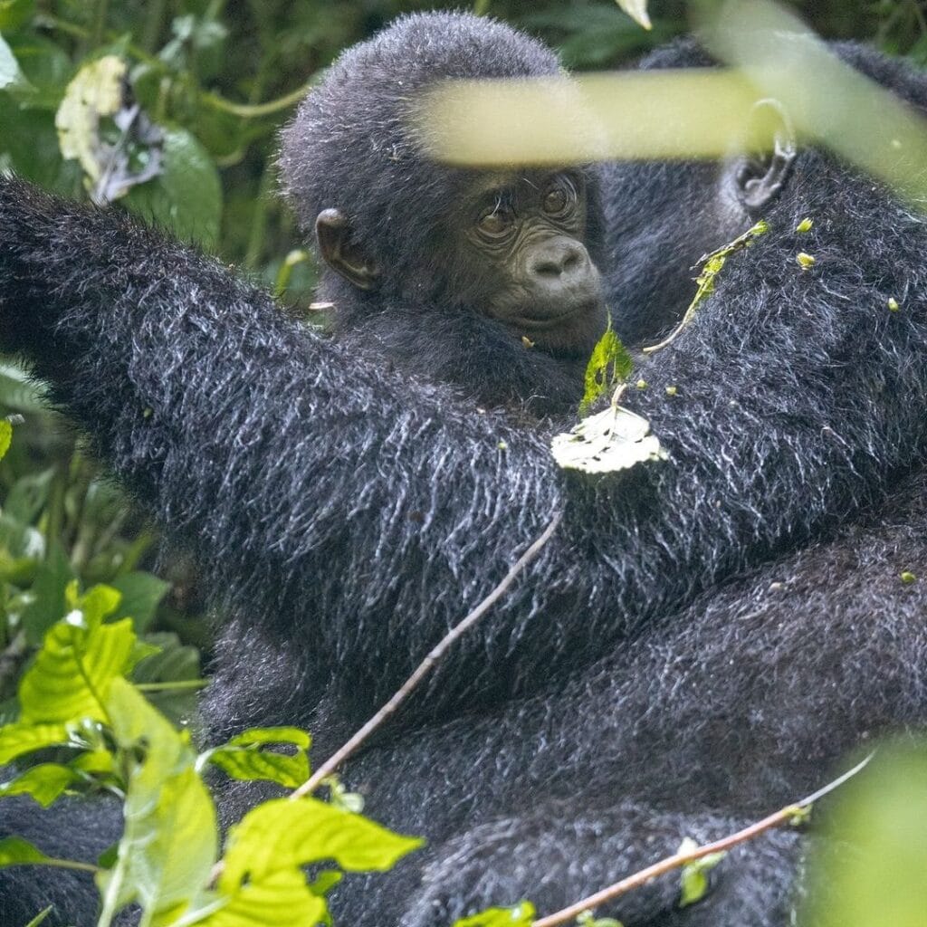 Parcs Nationaux Ouganda 2025/2026 – Guide Complet des Meilleurs Safaris 2 Parcs Nationaux Ouganda 2025/2026 – Guide Complet des Meilleurs Safaris