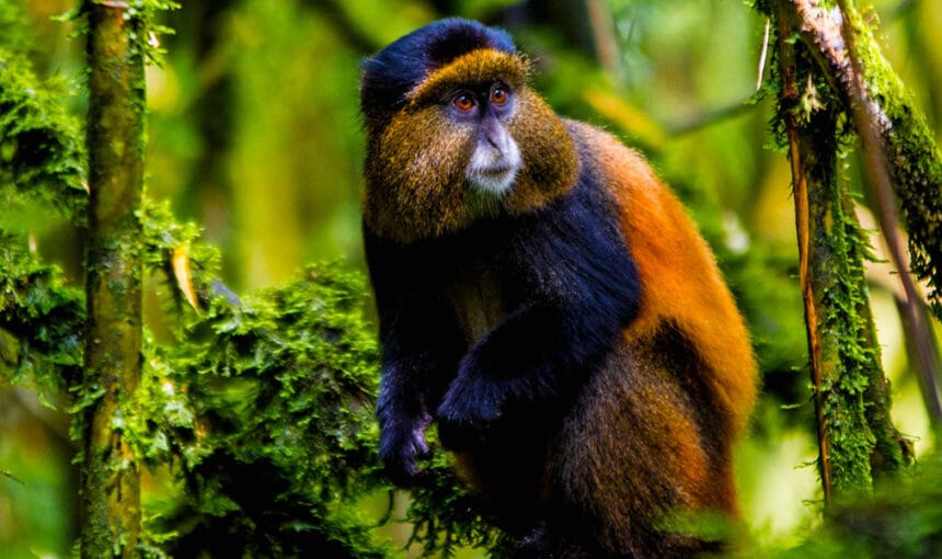 Gouden Aapjes Oeganda 2025/2026 – Complete Gids voor Golden Monkey Trekking