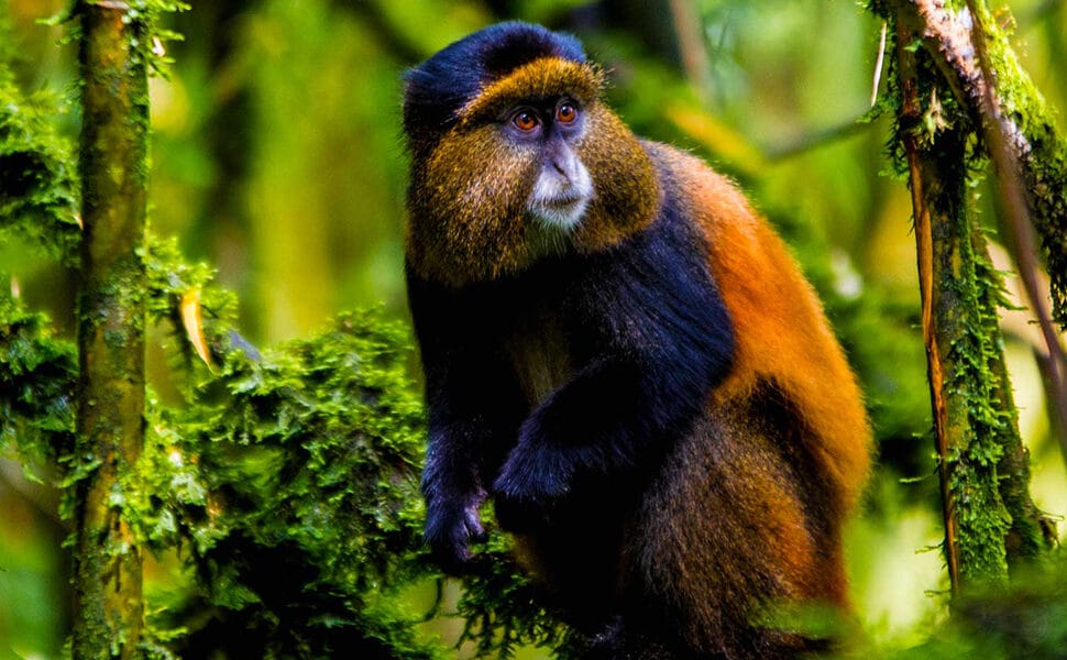 Gouden aapjes Oeganda – golden monkey trekking in Mgahinga met Afraeka Adventures 2025