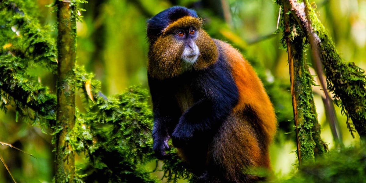 Gouden aapjes Oeganda – golden monkey trekking in Mgahinga met Afraeka Adventures 2025
