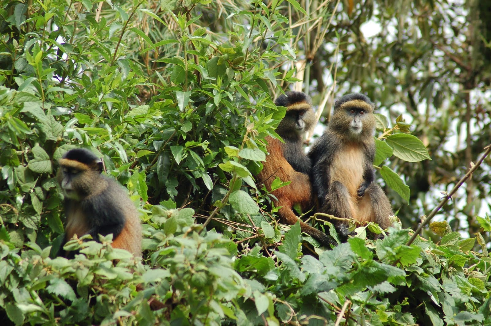 Groep gouden aapjes Oeganda in bamboebos – trekking met Afraeka Adventures