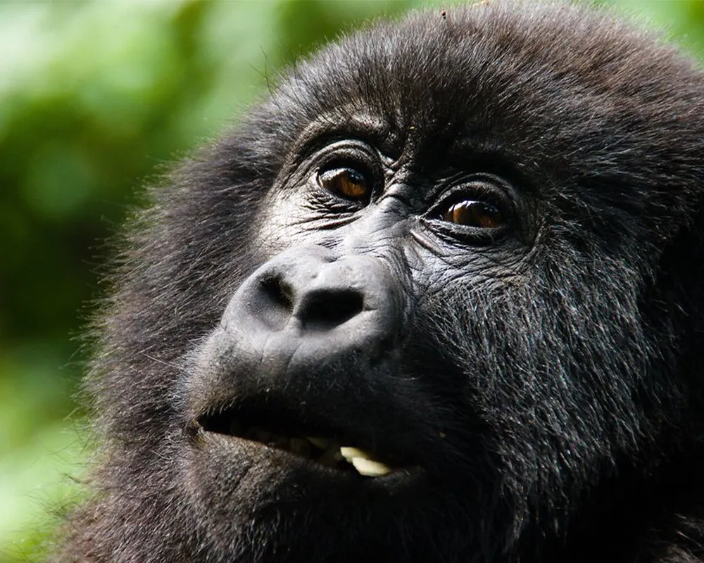 Hidden costs Uganda safari quotes extra fees – safari budget breakdown