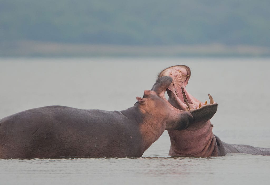 Hippopotame dans le lac Victoria Ouganda – observation faune Afraeka Adventures