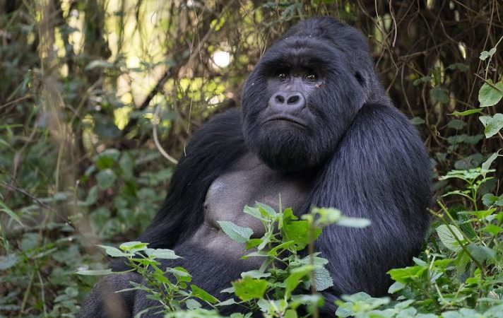 Hiring porters Bwindi gorilla trekking cost – porter carrying a daypack in Bwindi forest