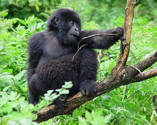 Hiring porters Bwindi gorilla trekking cost – gorilla trekking group with porters in Bwindi forest