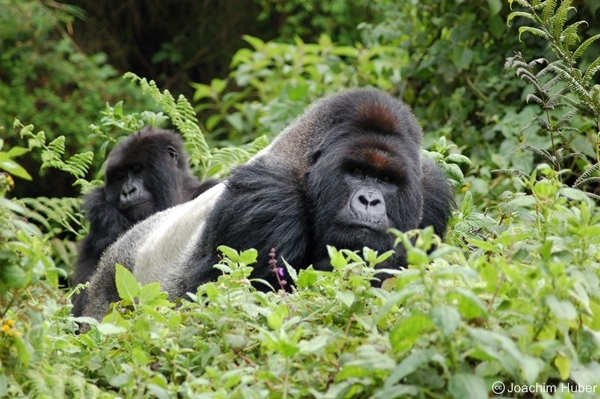 Hiring porters Bwindi gorilla trekking cost – porter assisting a trekker on a Bwindi gorilla trek