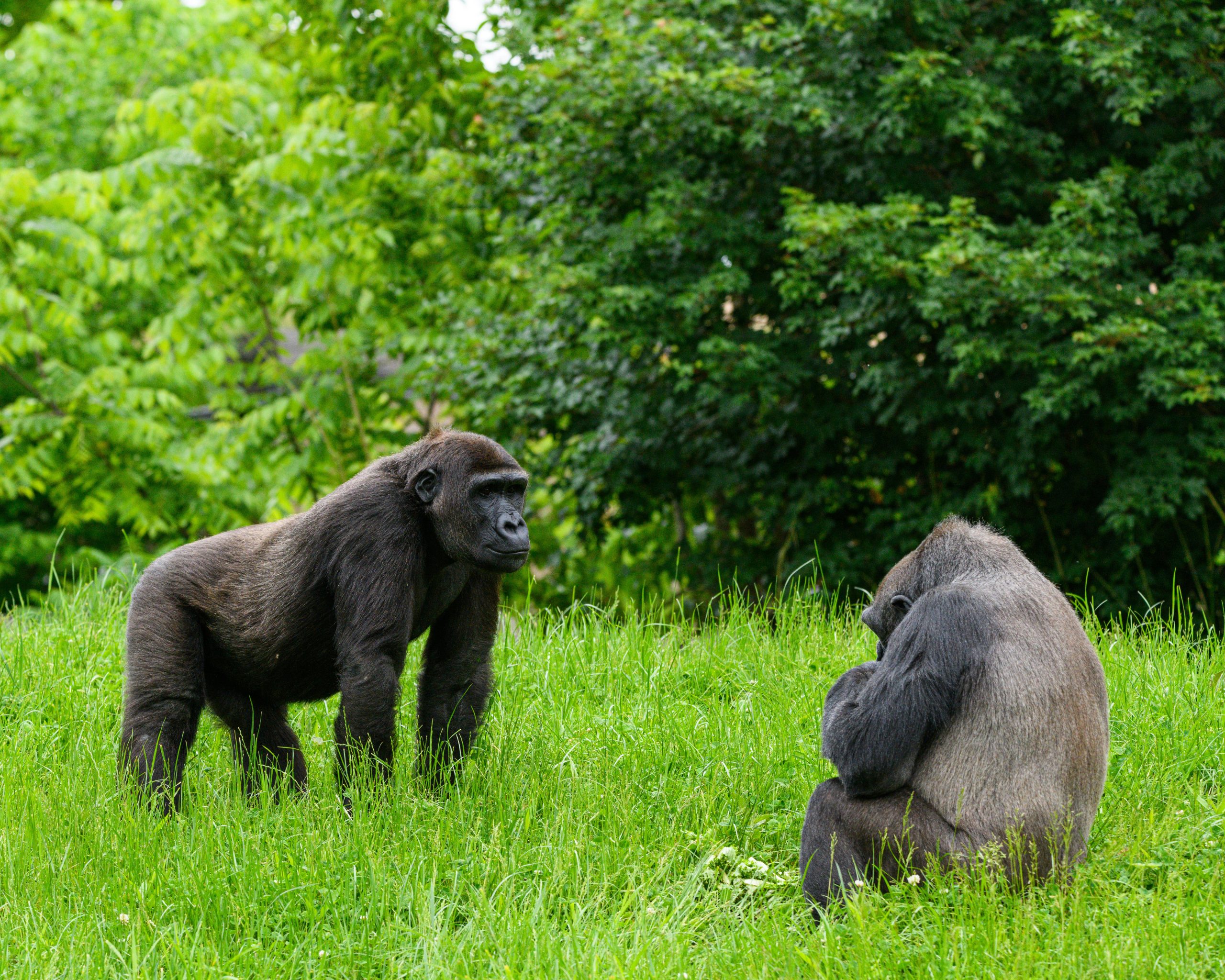 Hiring porters Bwindi gorilla trekking cost – porters waiting at Bwindi trailhead