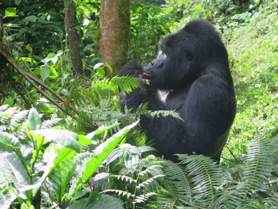 How hard is gorilla trekking in Bwindi Impenetrable Forest – views of Bwindi's hills and valleys