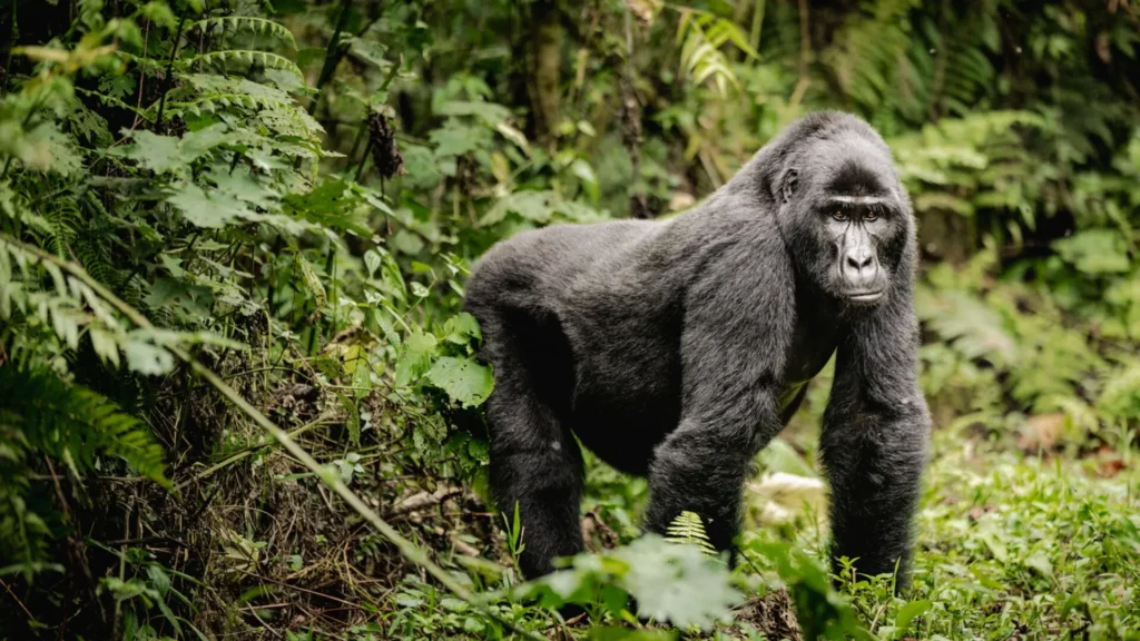 How Hard Is Gorilla Trekking in Bwindi Impenetrable Forest? – 2026 Guide