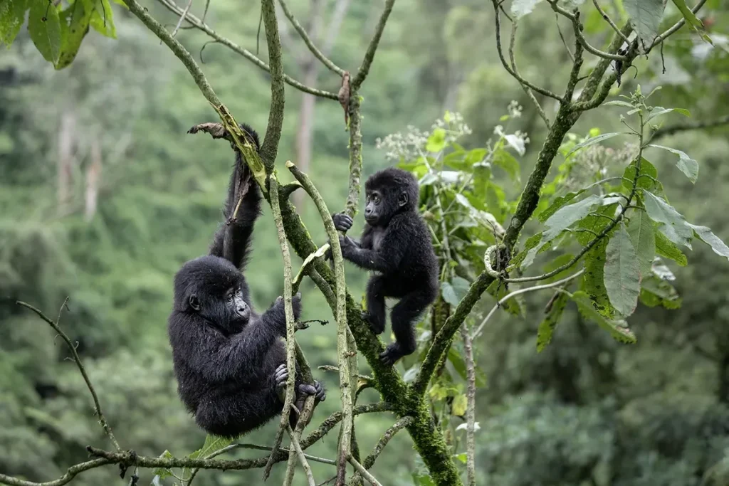 How hard is gorilla trekking in Bwindi Impenetrable Forest – trekkers preparing with hiking gear at trailhead