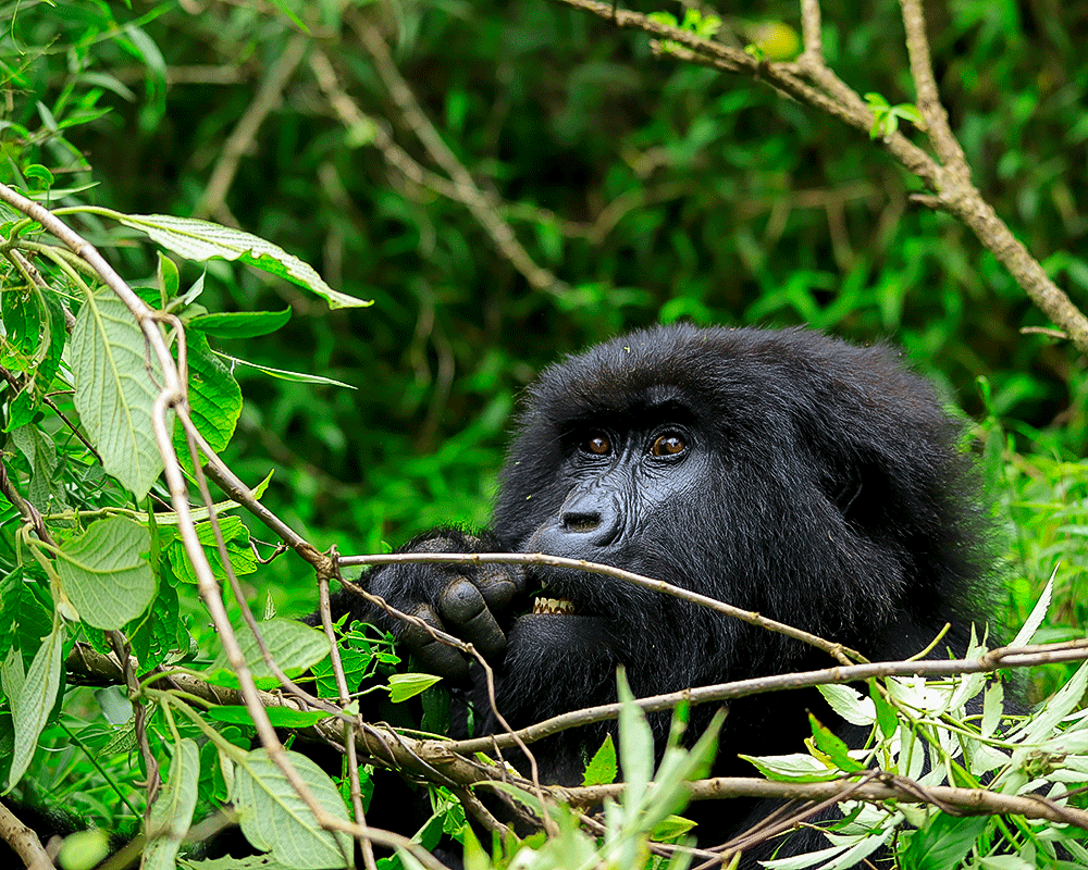 How hard is gorilla trekking in Bwindi Impenetrable Forest – silverback mountain gorilla after the trek