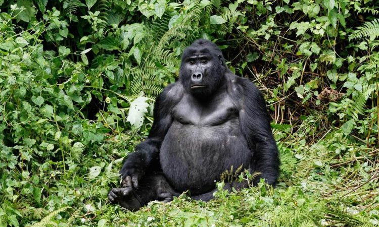 How hard is gorilla trekking in Bwindi Impenetrable Forest – steep forest trails through dense vegetation