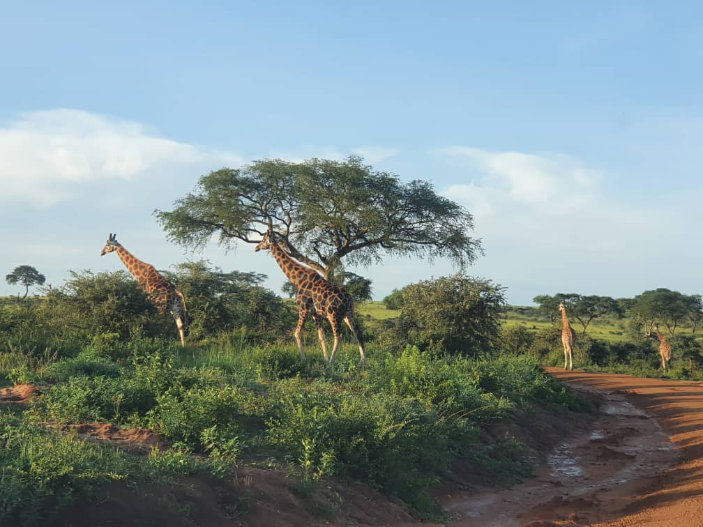 Is Uganda safe for tourists right now – safari vehicle viewing elephants in Murchison Falls National Park