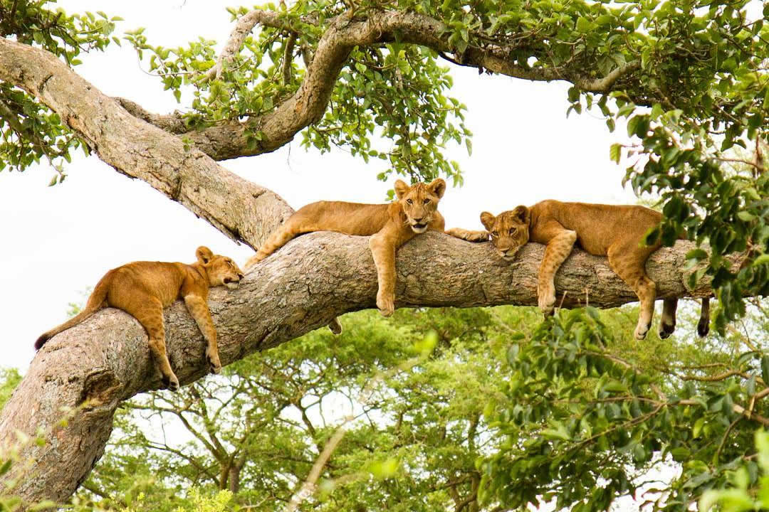Ishasha tree climbing lions sighting success rate – game drive vehicle searching for tree lions