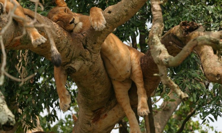 Ishasha tree climbing lions sighting success rate – tree climbing lion in Ishasha sector