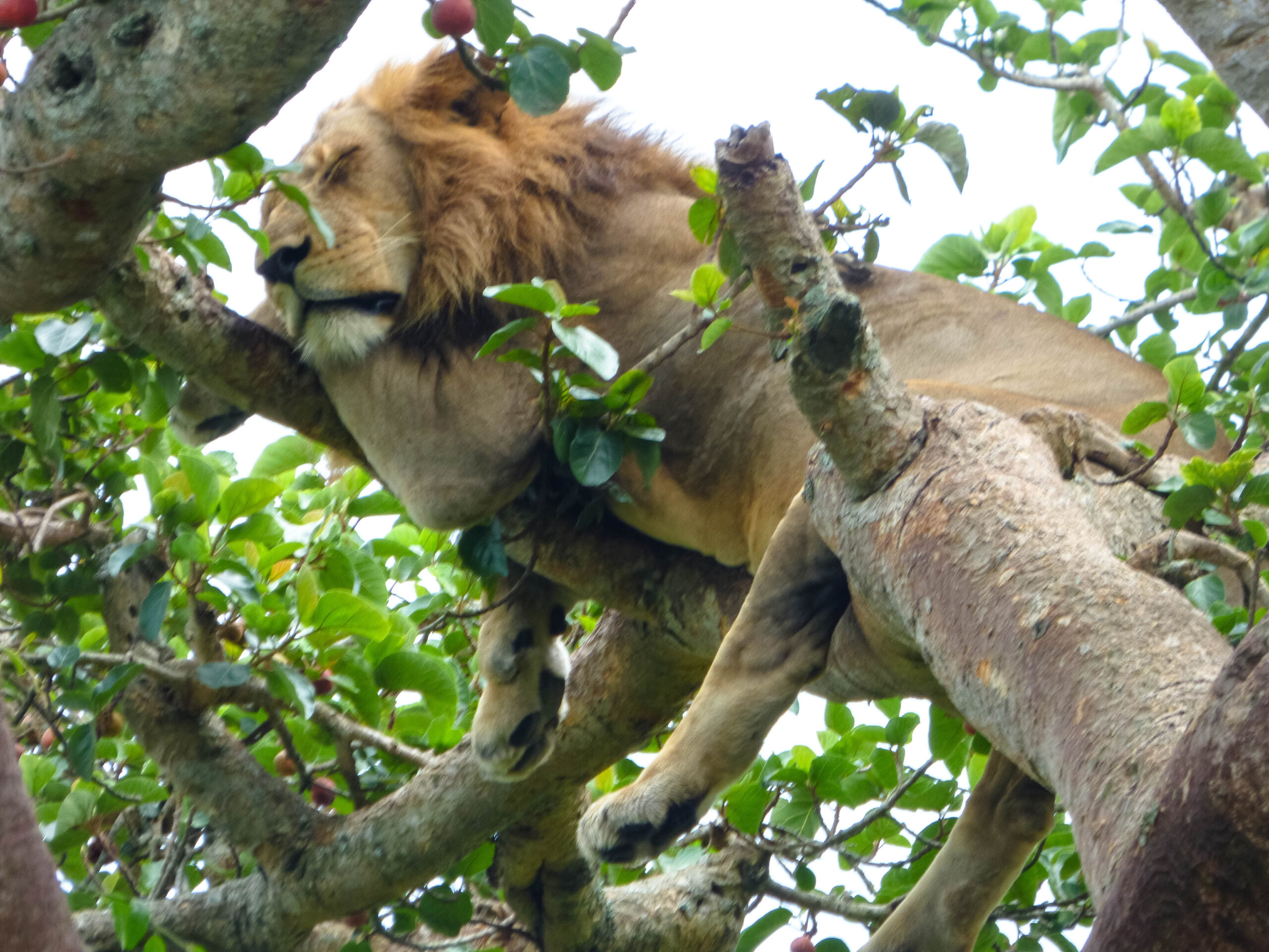 Ishasha tree climbing lions sighting success rate – pride of lions in a tree in Ishasha
