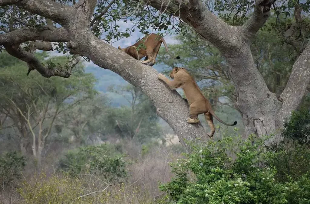 Ishasha tree climbing lions sighting success rate – Ishasha savannah landscape with acacia trees