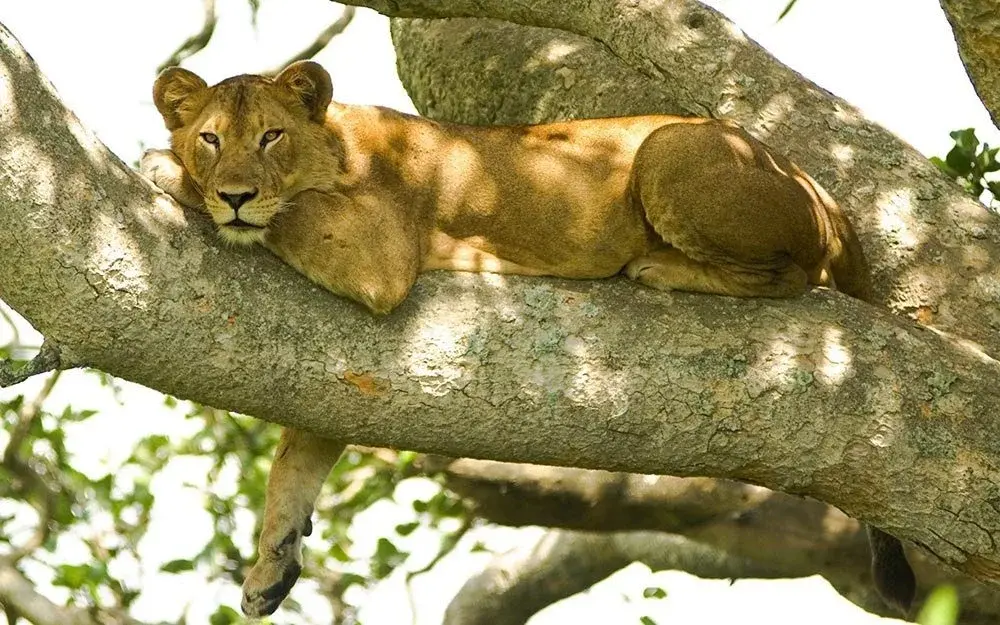 Ishasha tree climbing lions sighting success rate – lions resting in a fig tree in Ishasha