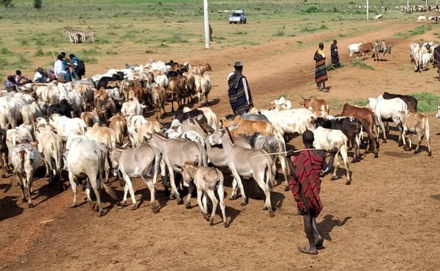 Karamojong cattle herding culture – traditional pastoralist lifestyle