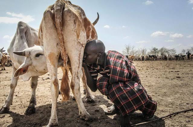 Karamojong Cultural Experience in Uganda 2026: Discover the Warrior Heritage
