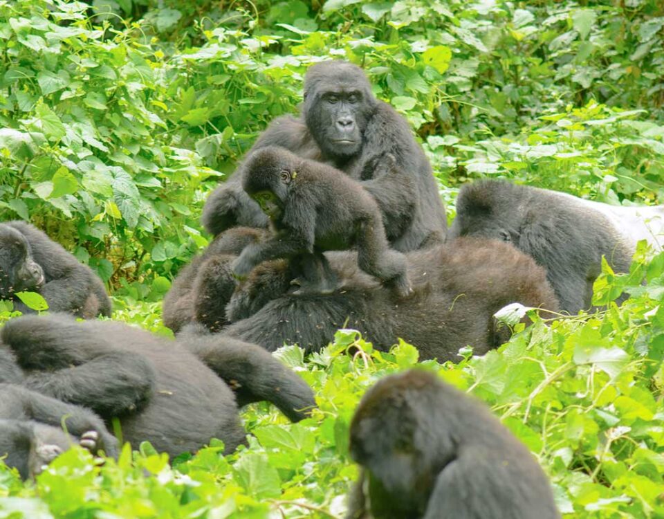 Kibale chimp trekking vs Bwindi gorilla trekking difficulty – Bwindi forest terrain