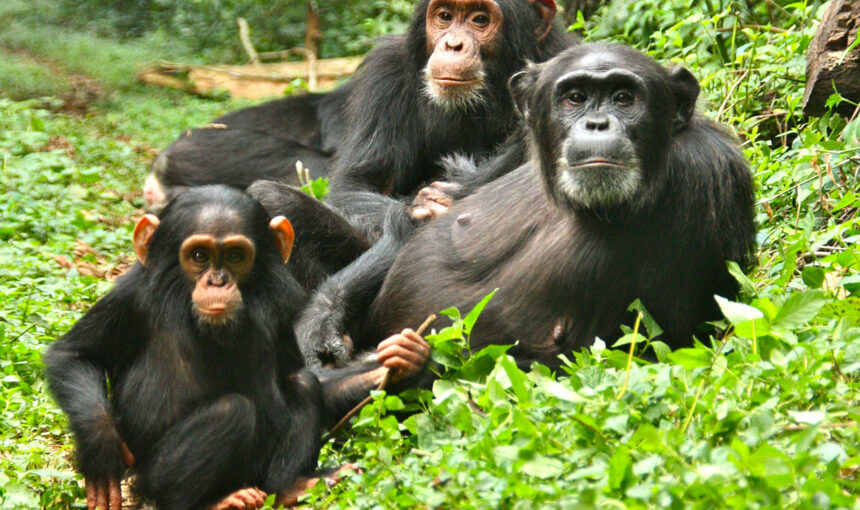 Kibale Chimp Trekking vs Bwindi Gorilla Trekking Difficulty – 2026 Guide