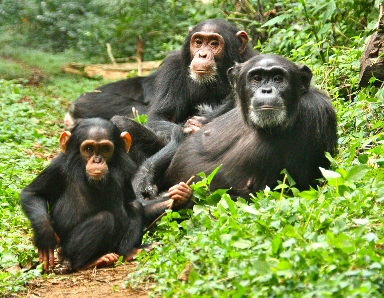 Kibale chimp trekking vs Bwindi gorilla trekking difficulty – chimpanzee in Kibale National Park