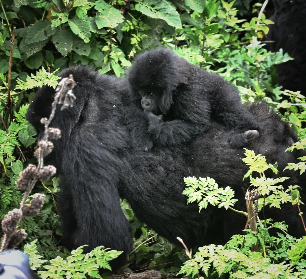 Kibale chimp trekking vs Bwindi gorilla trekking difficulty – mountain gorilla in Bwindi forest