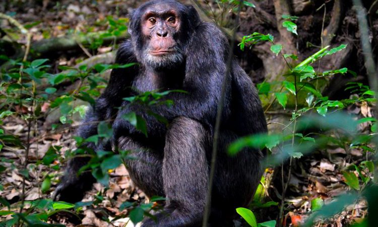 Kibale chimp trekking vs Bwindi gorilla trekking difficulty – Kibale forest terrain